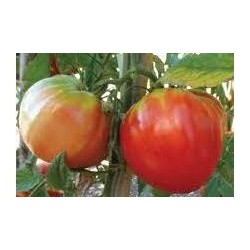 Rosettano beef tomato seeds