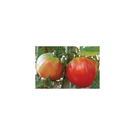 Rosettano beef tomato seeds