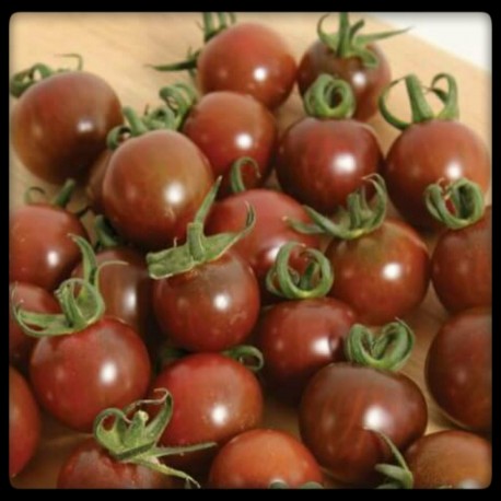 Chocolate cherry tomato seeds