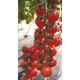 Ceruzzo cherry tomato seeds