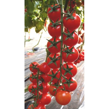 Ceruzzo cherry tomato seeds