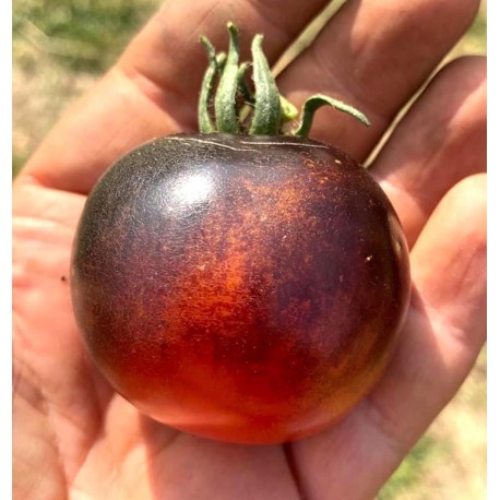 Indigo Rose black cherry tomato seeds