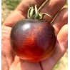 Indigo Rose black cherry tomato seeds