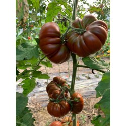 Cappuccino Chocolate ribbed tomato seeds