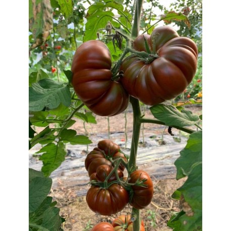 Semi di pomodoro costoluto cappuccino chocolate