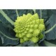 White Gold roman broccoli seeds