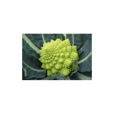 White Gold roman broccoli seeds