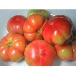 Sorrento tomato seeds