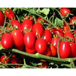 Dwarf date cherry tomato seeds