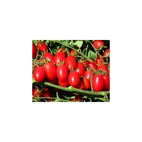 Dwarf date cherry tomato seeds