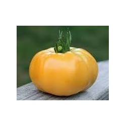 "Gazzi Ribbed” yellow tomato seeds
