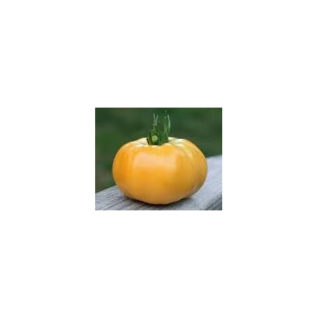 "Gazzi Ribbed” yellow tomato seeds