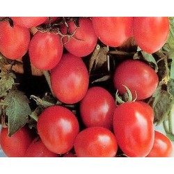 Crovarese stem tomato seeds