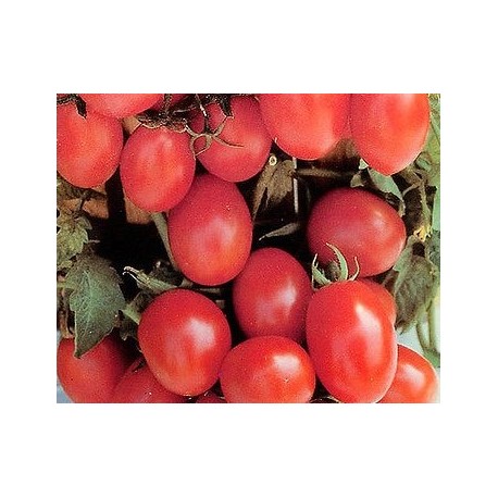 Crovarese stem tomato seeds