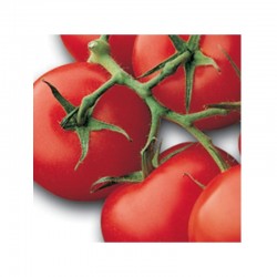 Horus red stem tomato seeds
