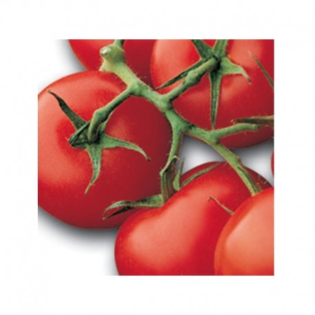 Horus red stem tomato seeds