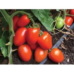 Smile half-elongated tomato seeds