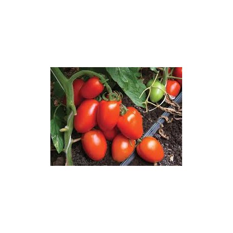 Smile half-elongated tomato seeds