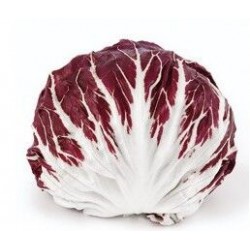Red ball chicory medium/late seeds