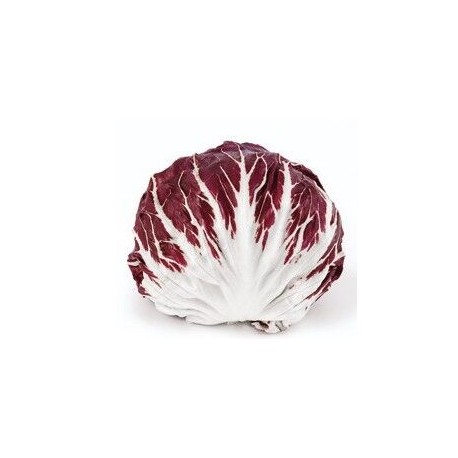 Red ball chicory medium/late seeds