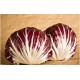 Red ball chicory medium/early seeds