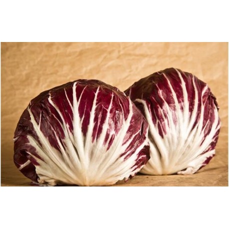 Red ball chicory medium/early seeds