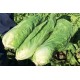 Sugar loaf chicory seeds early