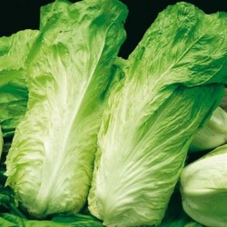 Early sugar loaf chicory seeds