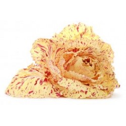 Variegated chicory seeds of castelfranco