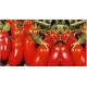 Half San Marzano Oliver tomato seeds