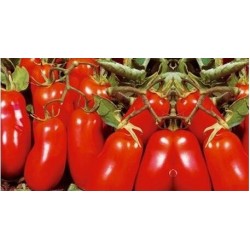 Half San Marzano Oliver tomato seeds