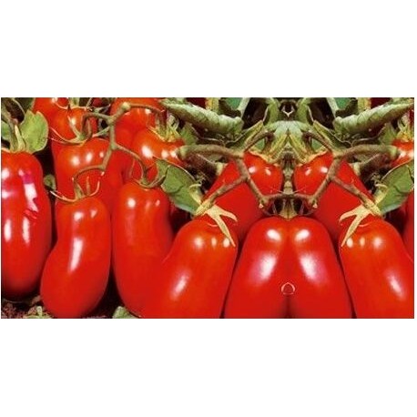 Half San Marzano Oliver tomato seeds