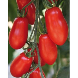 Small Trilly San Marzano tomato seeds