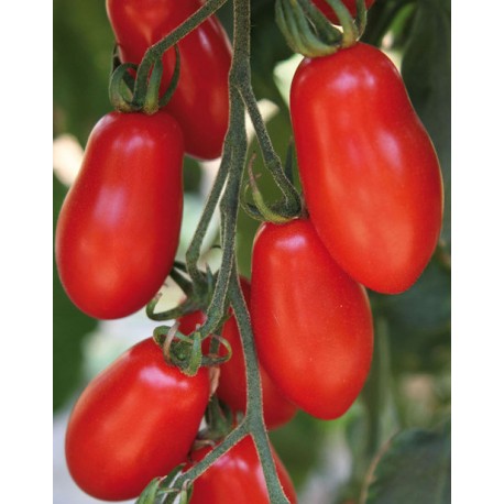 Small Trilly San Marzano tomato seeds