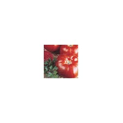 Abruzzo pear tomato seeds