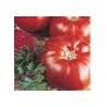 Abruzzo pear tomato seeds