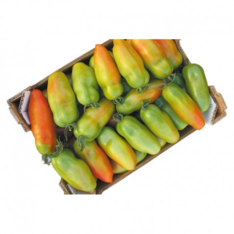 Big Tiren San Marzano tomato seeds