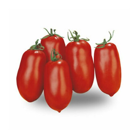 Semi di pomodoro San Marzano Cirano