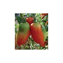 San Marzano Corno Gagliardo tomato seeds