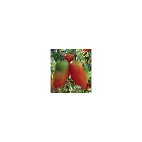 San Marzano Corno Gagliardo tomato seeds