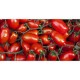 San Marzano Clanio tomato seeds