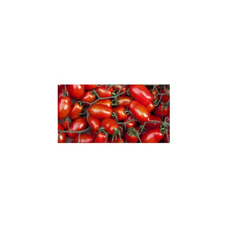 San Marzano Clanio tomato seeds