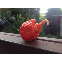 Semi Carolina Reaper