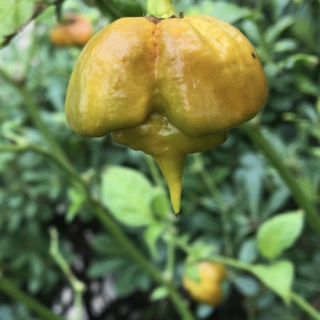 Semi Carolina Reaper mustard