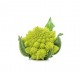 Cornelio roman broccoli seeds