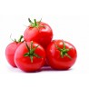 Semi di pomodoro seccagno