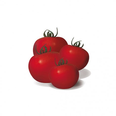 T.l. Pyros tomato seeds