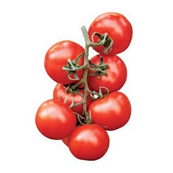Semi di pomodoro tipo pachino “Elisir”