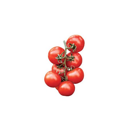 Elisir pachino cherry tomato seeds