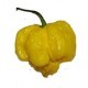 Semi Carolina Reaper white